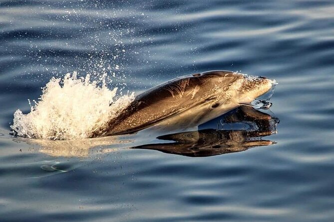 Dolphin watching by boat - Sunrise Dolphin Watching from Alcúdia: why Cap de Formentor matters
