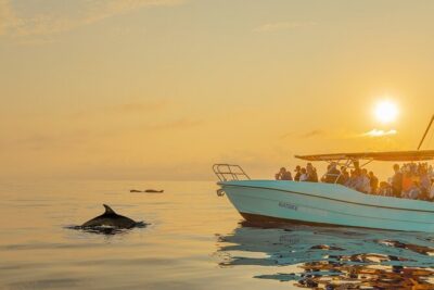 Dolphin watching by boat - Meeting at Cl Moll Comercial del: your dawn-game plan