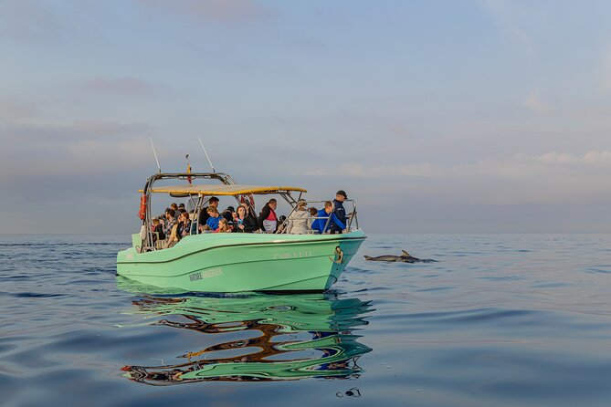 Dolphin watching by boat - On-board comfort: crew, toilet access, and group energy