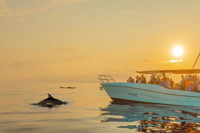 Dolphin watching by boat - Meeting at Cl Moll Comercial del: your dawn-game plan