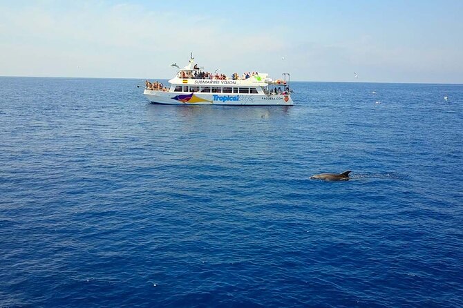 Dolphin Watching in Mallorca (Paguera) - Key Highlights You’ll Care About
