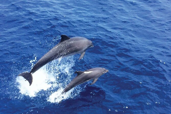 Dolphin Watching in Mallorca (Paguera) - The Underwater Viewing Bonus: What It Adds to the Dolphin Moment