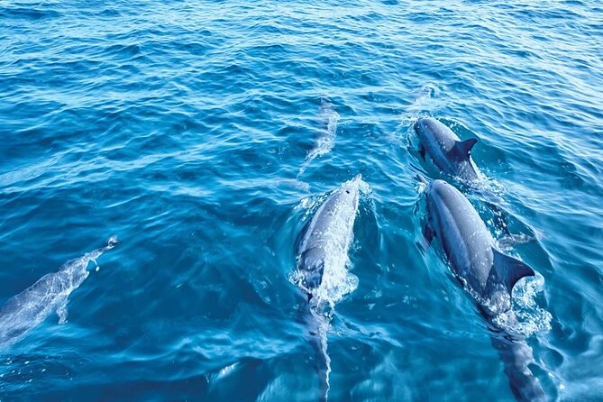 Dolphin Watching in Mallorca (Paguera) - The Main Event: Swim Stop in Crystal-Clear Water