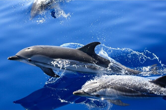 Dolphin Watching Mini Cruise and Snorkeling from Lanzarote - Biosfera Jet: fast-boat cruising from Puerto del Carmen