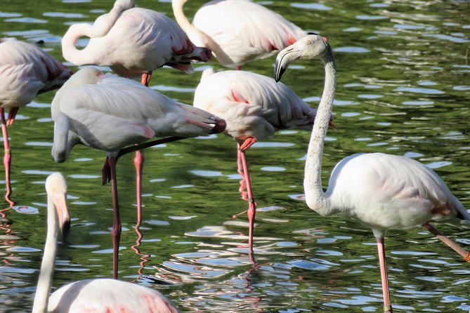 Donana National Park and El Rocío: Guided Tour from Seville - Key highlights you’ll actually care about