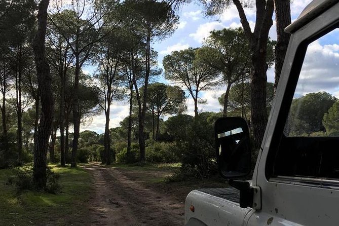 Donana National Park and El Rocío: Guided Tour from Seville - Guadalquivir marshes and stork country: bird numbers that sound like a myth