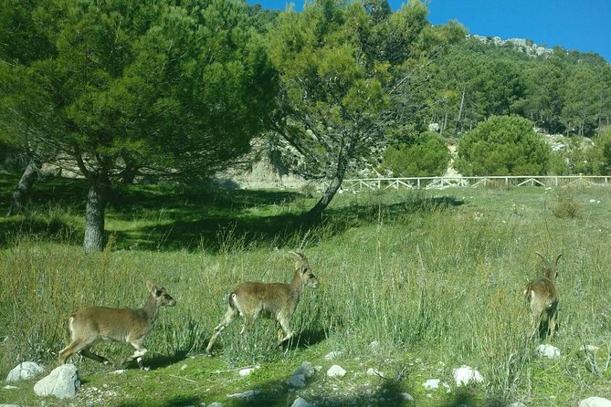 Donana National Park and El Rocío: Guided Tour from Seville - Price and value: $107.68 with real logistics bundled in