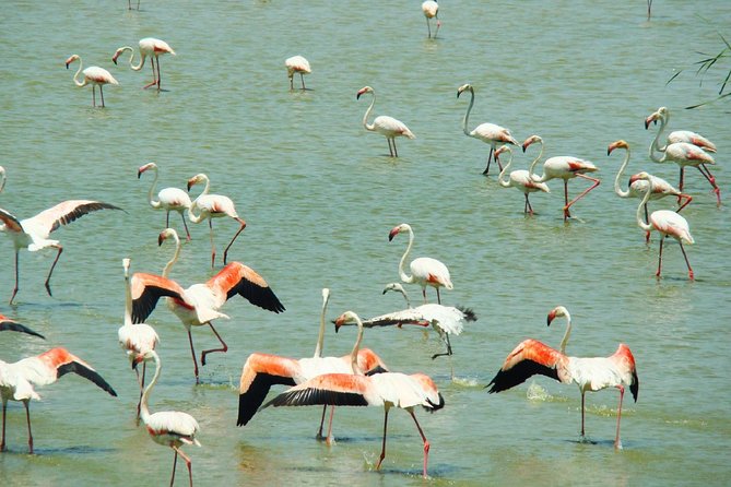 Donana National Park: Guided Day Tour from Seville - Doñana by 4x4-style transit: why this feels more like a safari day