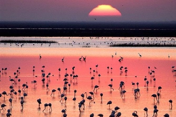 Donana National Park: Guided Day Tour from Seville - Price and logistics: what about $95 buys you (and what it doesn’t)