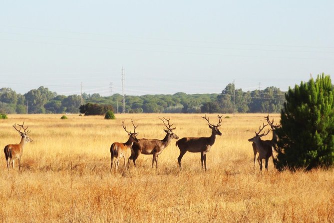 Donana National Park: Guided Day Tour from Seville - Matalascanas Donana Beach (45 minutes): a salt-air reset