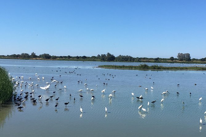 Donana National Park: Guided Day Tour from Seville - What you should expect to see: birds are the sure bet, mammals are bonus