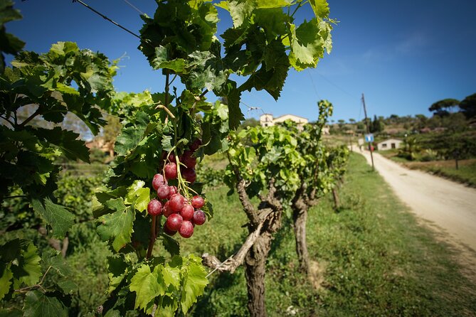 Ebike Tour, Winery, Wine Tasting & Sailing Experience(car option) - Price and value: what $108 buys you in real terms