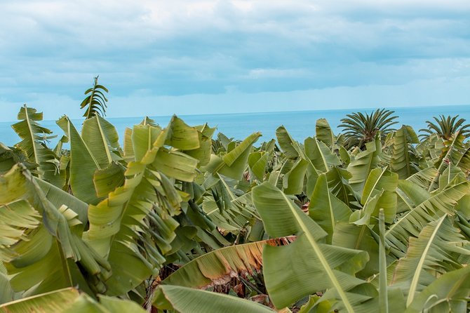 Eco banana farm Tour - Why This Eco Banana Walk Feels Different in La Orotava