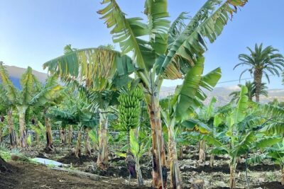 Eco banana farm Tour - The Tastings: Fresh Banana and Banana Liqueur
