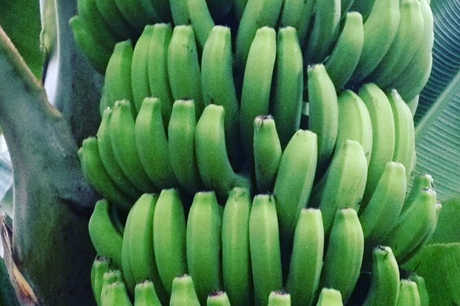 Eco banana farm Tour - Logistics That Matter: Getting There and Staying Comfortable