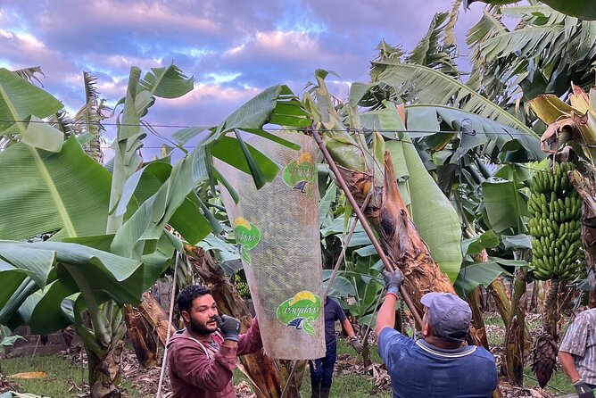 Eco banana farm Tour - Should You Book BananaECOplantation’s Eco Banana Farm Walk?