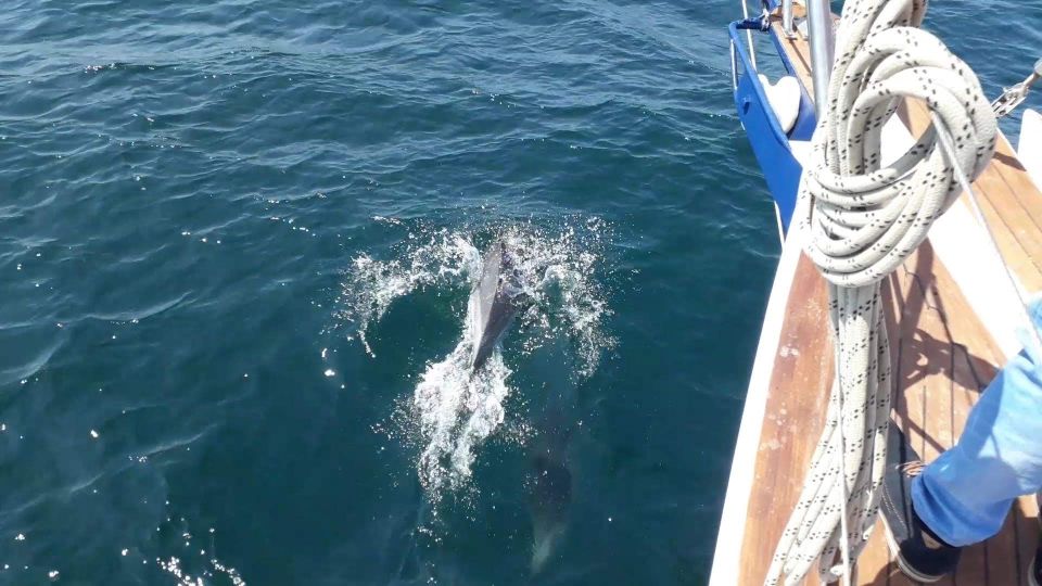 Estepona: Dolphin Watching Sailboat Cruise with Drink - Who This Sailboat Cruise Fits Best