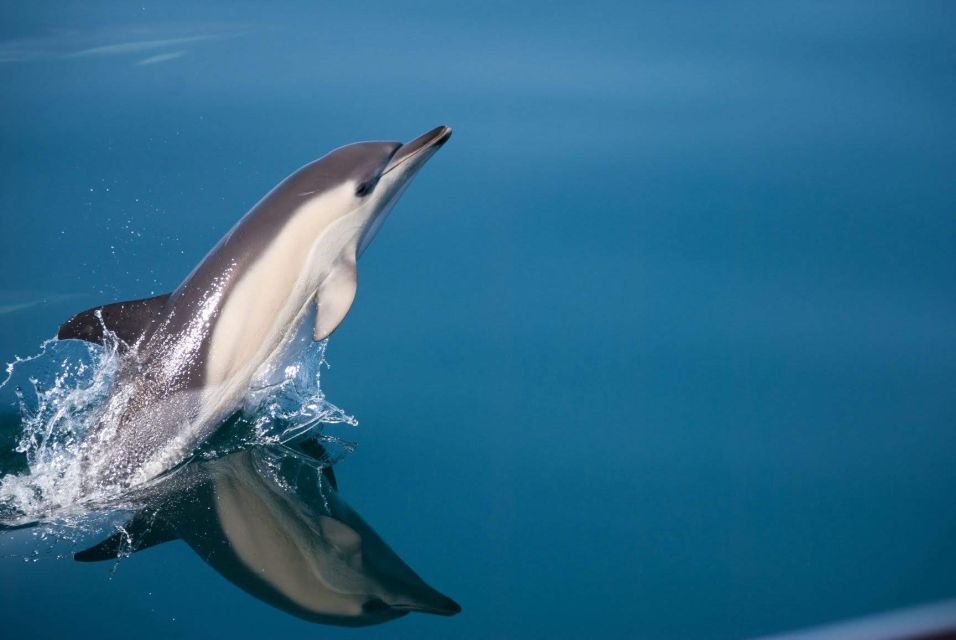 Estepona: Dolphin Watching Sailboat Cruise with Drink - The Dolphin Search in Estepona Bay (And What “Good Odds” Means)