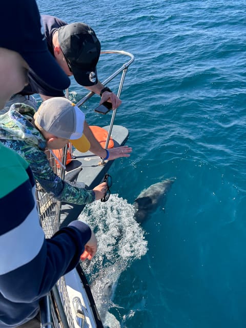 Estepona: Dolphins Searching Sea Cruise with Drink & Snacks - Dolphins in Estepona: What This 2-Hour Cruise Feels Like