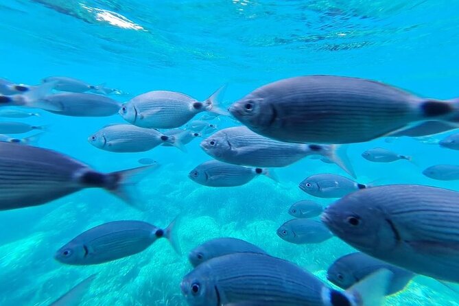 Explore Cap Norfeu and the Secret Cave: An Underwater World - Cala Murtra’s seabed view: the moment that feels different