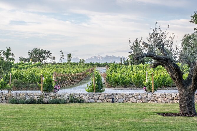 Familia Torres Winery: Gastronomic Tapas & Wine Experience - Free time at the Torres shop: how to use it well