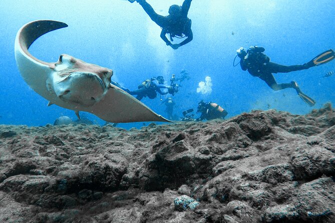 First Dive Experience in Tenerife - Getting there: meeting point and pickup without the headache