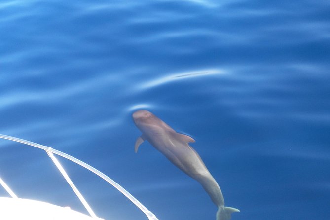 Fishing trip, Tenerife Sea Passion - Playa San Juan’s working harbour gives the trip a real start