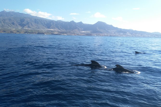 Fishing trip, Tenerife Sea Passion - Deep-sea fishing down to 200–600m with an electric reel