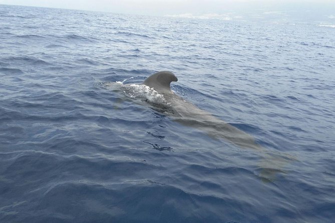 Fishing trip, Tenerife Sea Passion - Scheduling and finding the boat: the biggest real-world risk