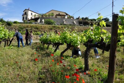 From Barcelona: E-Bike and Sailing Tour with Wine Tastings - From Barcelona to Alella: The Coastal E-Bike Ride You’ll Actually Enjoy