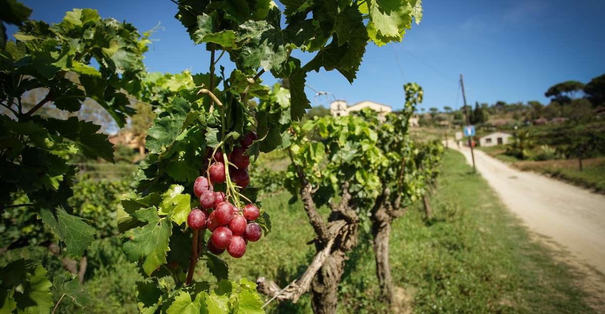 From Barcelona: Sailing and Wine Tasting Experience - Price and value: why $131 can make sense for the whole package