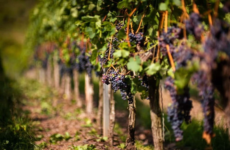 From Bilbao: La Rioja Wineries Day Trip with Wine Tastings - From Bilbao to Haro: the Rioja schedule starts fast