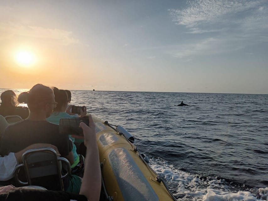 From Can Picafort: Dolphin Watching and Cave Boat Trip - What’s included for $82: the value math that actually matters