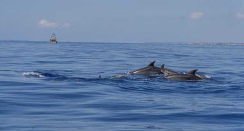 From Can Picafort: Dolphin Watching and Cave Boat Trip - The ride out: what 45–60 minutes at sea feels like