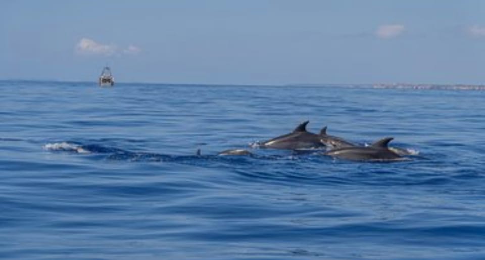 From Can Picafort: Dolphin Watching and Cave Boat Trip - UNESCO-area coast by boat: Sierra de Tramuntana views from the water