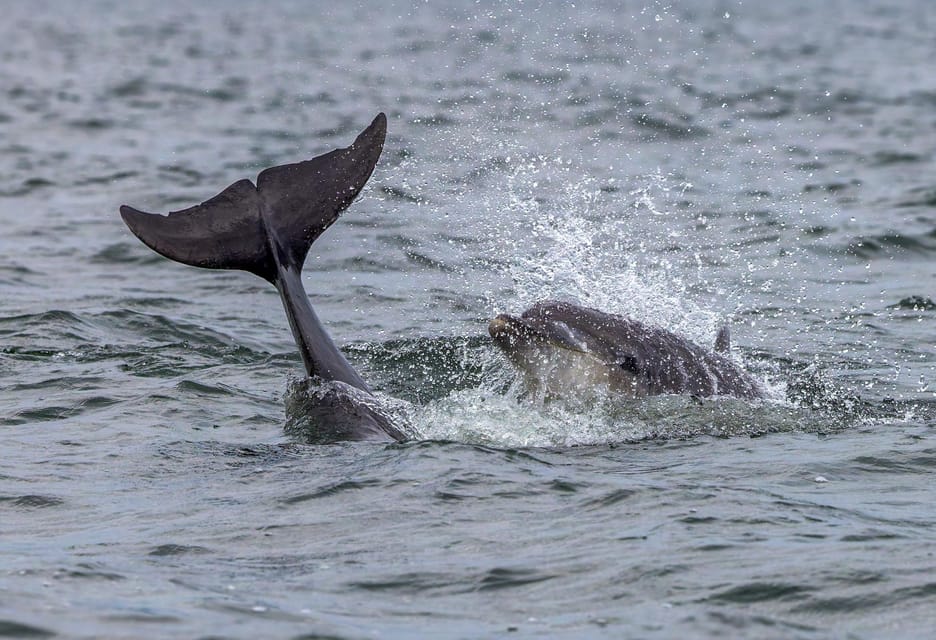 From Can Picafort: Dolphin Watching and Cave Boat Trip - Sea caves: what you’re actually getting (and what to expect)