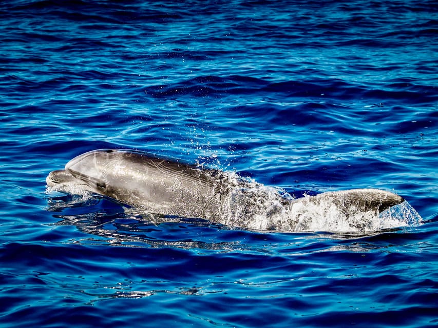 From Can Picafort: Dolphin Watching and Cave Boat Trip - Getting in and out: ladder steps and swim readiness