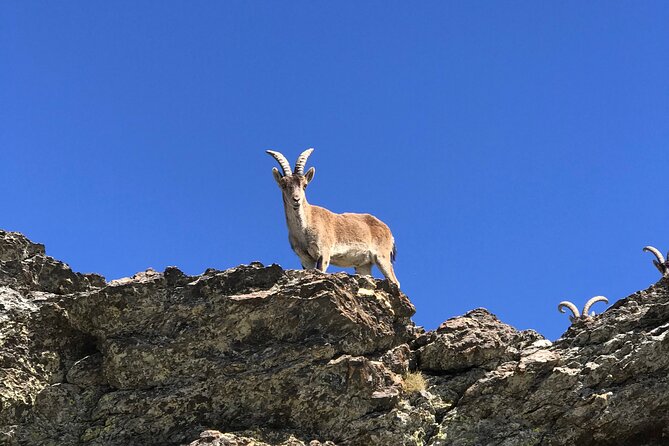 From Granada: Sierra Nevada Safari tour up to 2500 meters high - The Altitude Moment: One Drink Included at a Panoramic Hut