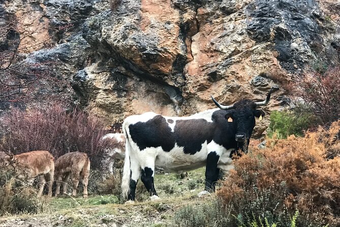 From Granada: Sierra Nevada Safari tour up to 2500 meters high - Lunch at the End: Ski-Resort Style Options (And What to Do About It)