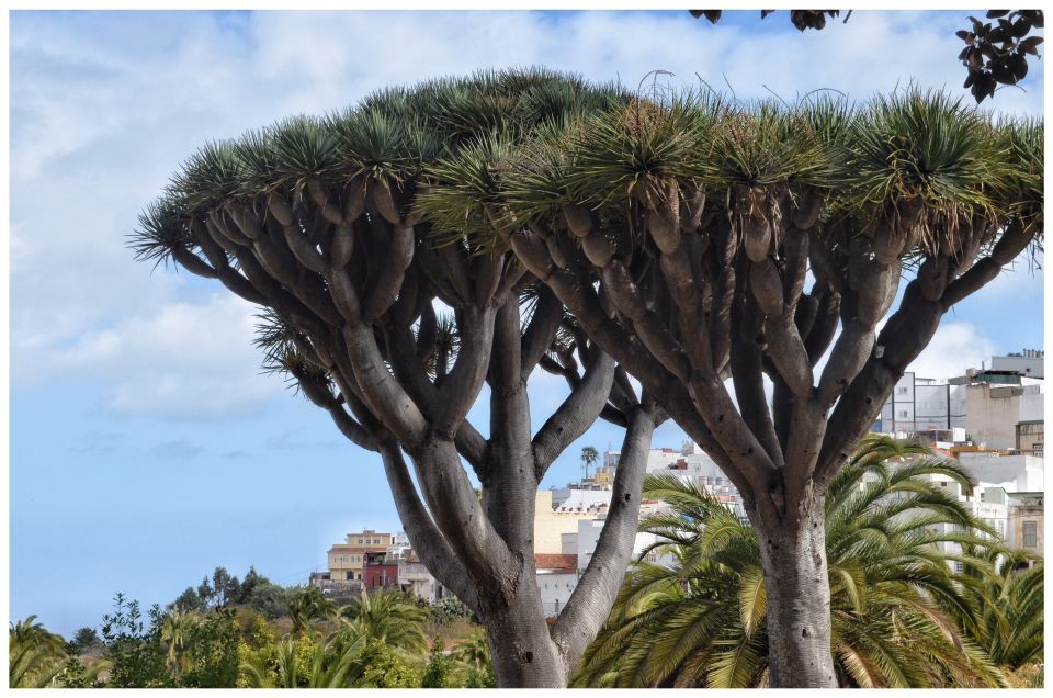From Las Palmas: Full-Day Tour of the North - Key highlights you’ll feel (not just see)