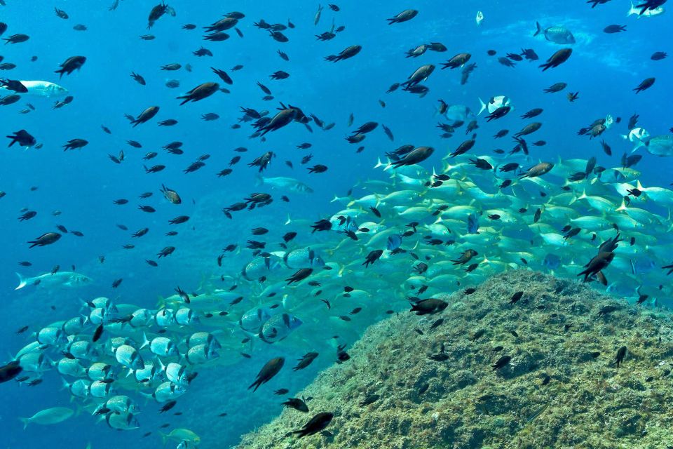 From L’Estartit: Snorkeling Trip to the Medes Islands - Gear setup: wetsuit, vest, and your personal snorkel tube