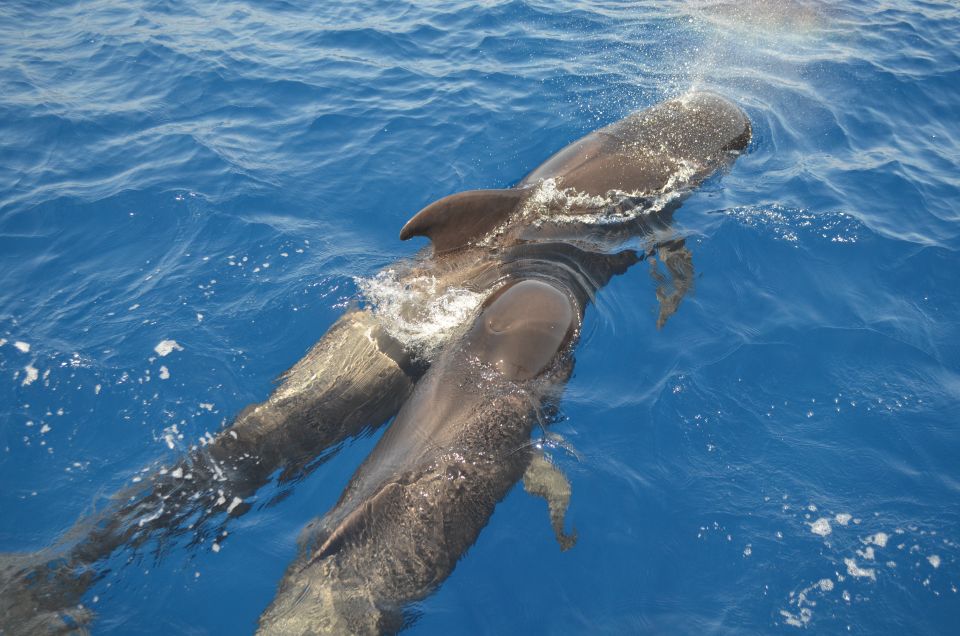 From Los Gigantes: Whale Watching Sailboat Cruise - Key highlights you’ll care about