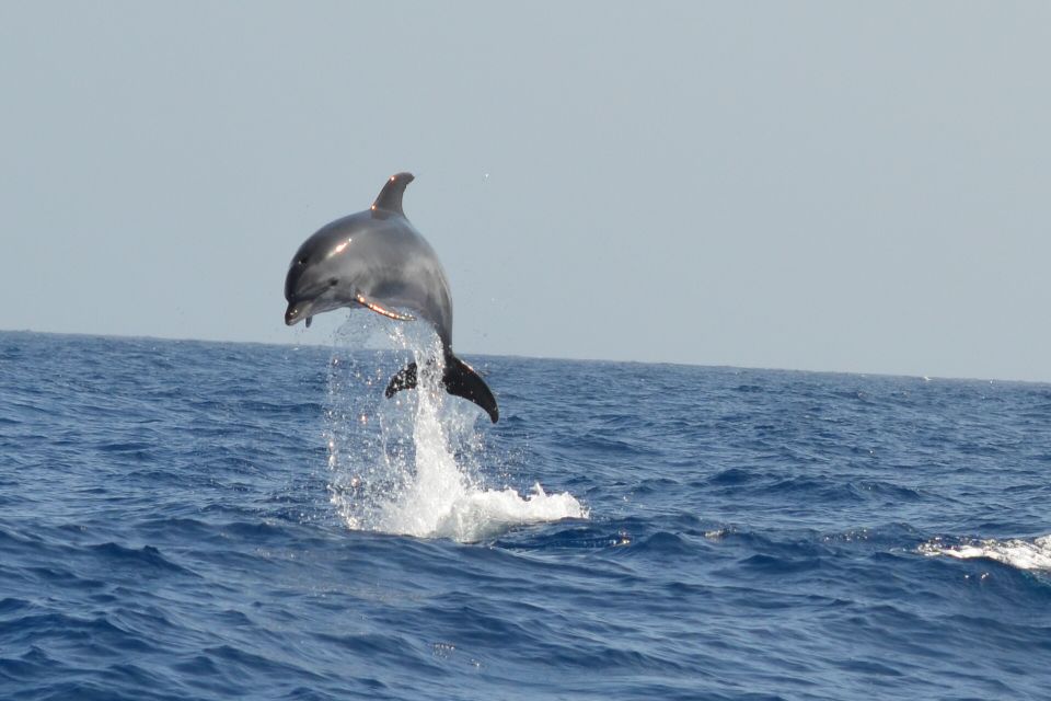 From Los Gigantes: Whale Watching Sailboat Cruise - Who Should Book This, and Who Should Think Twice