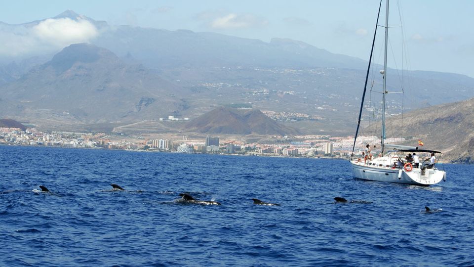 From Los Gigantes: Whale Watching Sailboat Cruise - Whale Watching Sailboat Cruise from Los Gigantes: What It’s Like From Start to Finish