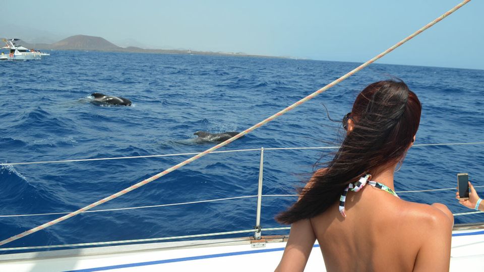 From Los Gigantes: Whale Watching Sailboat Cruise - One Hour of Sailing: Cliffs, Views, and the Teide in the Background
