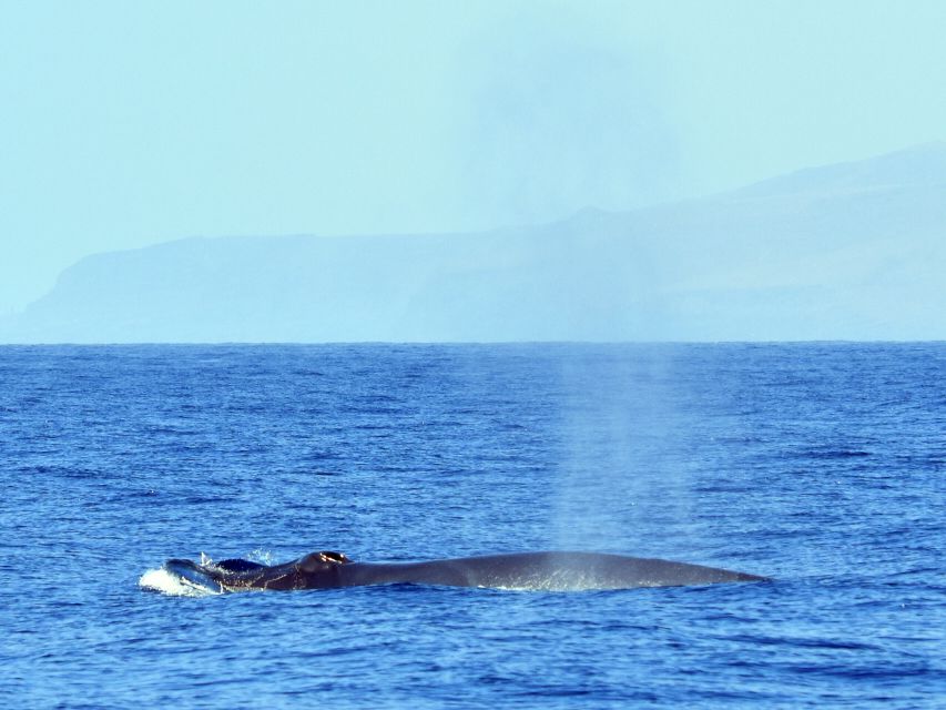From Los Gigantes: Whale Watching Sailboat Cruise - The 15-Minute Snorkel Under the Cliffs: Short Time, Good Payoff