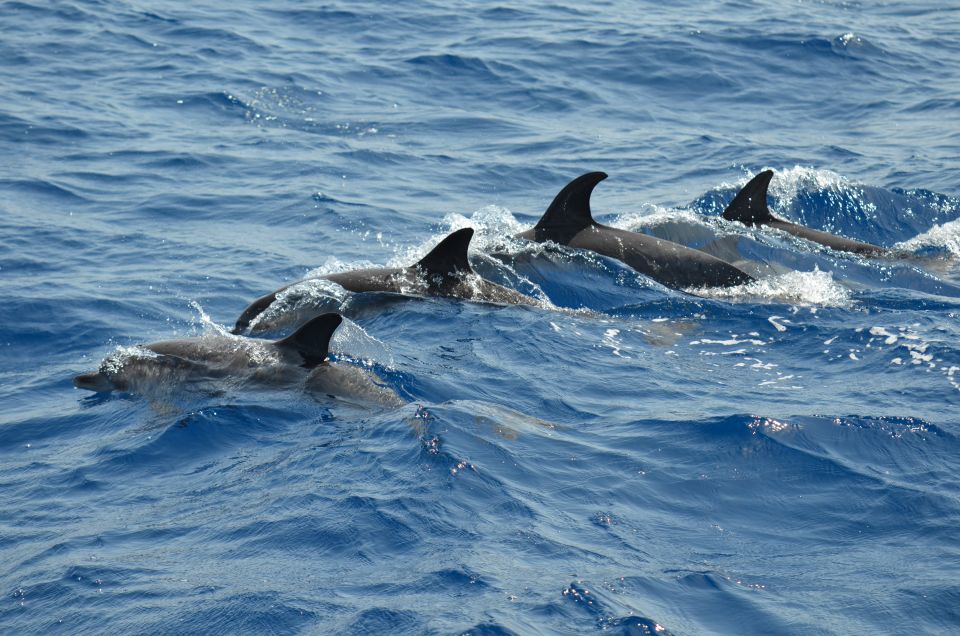 From Los Gigantes: Whale Watching Sailboat Cruise - The Group Size Advantage: Why Max 9 Can Feel Better Than It Sounds