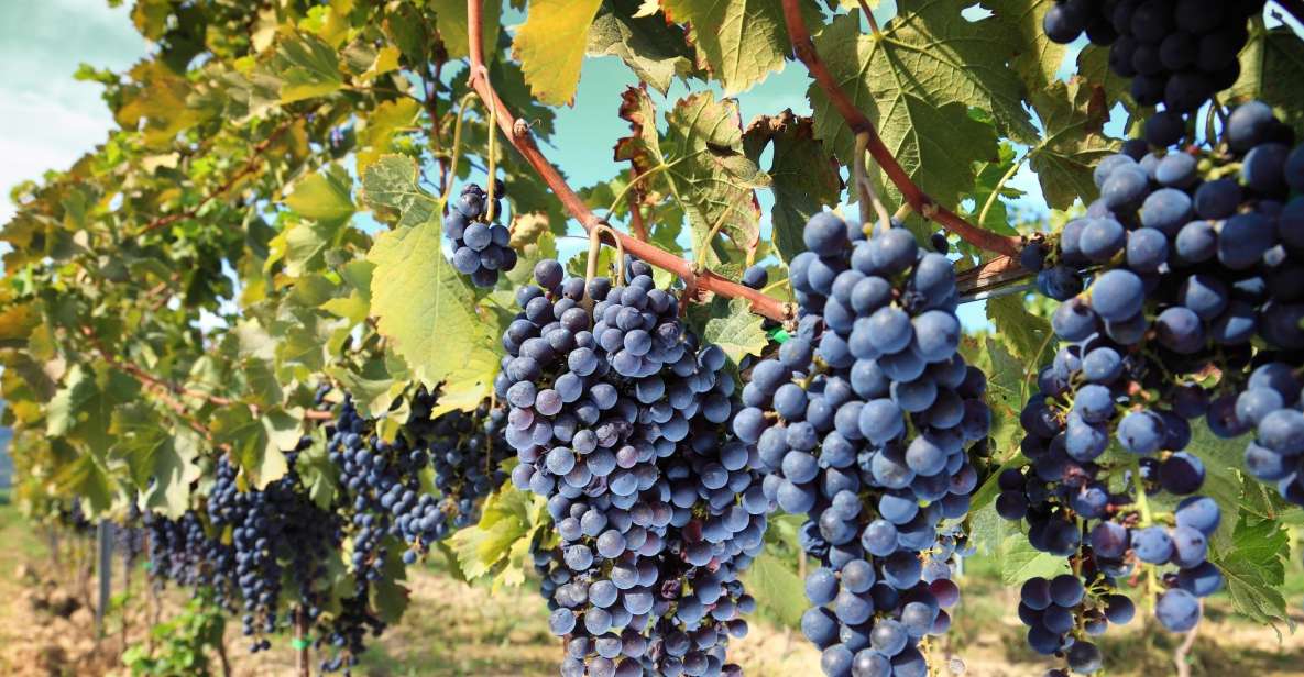 From Madrid: Alcalá de Henares, Winery Tour & Wine Tasting - Key takeaways before you go