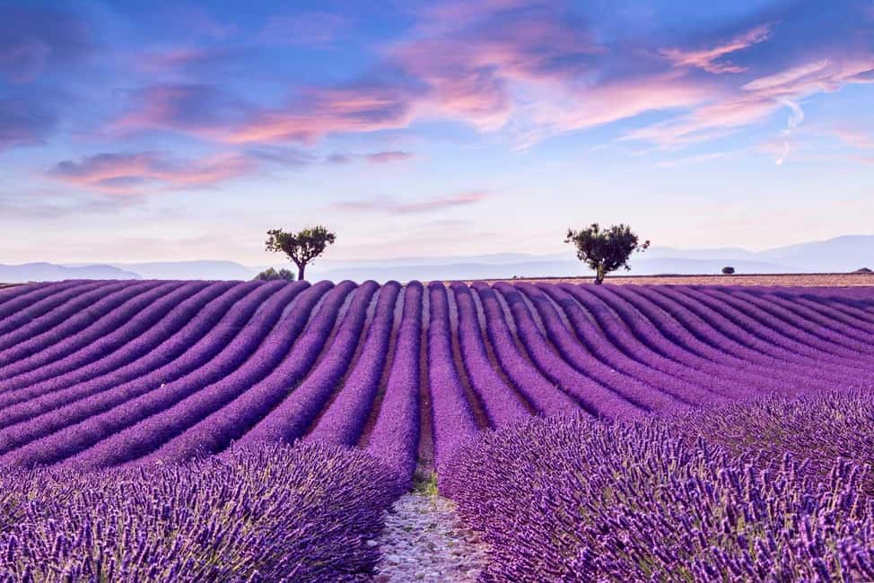 From Madrid: Day Trip to Brihuega Lavender Fields - Why July Is the Sweet Spot for Brihuega Lavender
