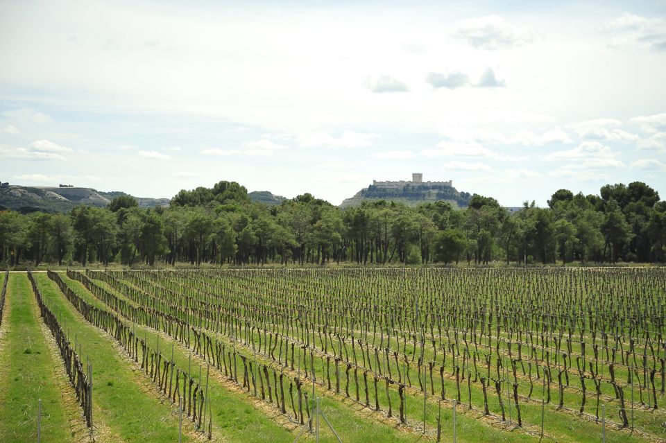 From Madrid: Ribera del Duero Tour of 3 Wineries w/ Tastings - Meeting Point at Claridge Hotel: Simple, But Don’t Wander Off